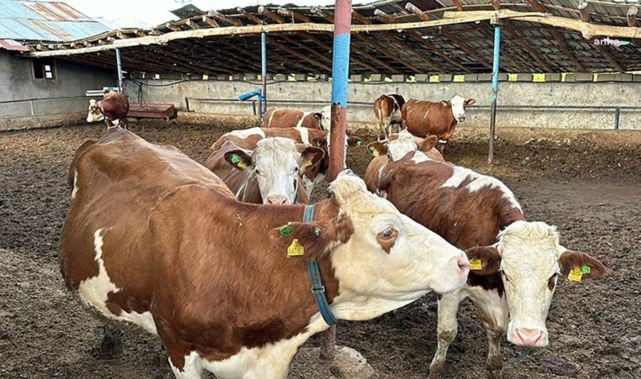 Gürer’den Bakanlığa sert soru: “Aşı var, ölüm neden bitmiyor?”