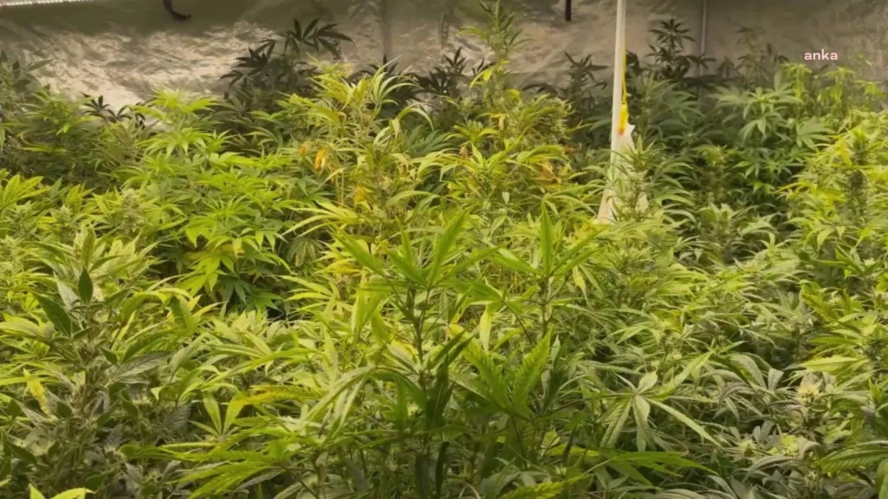 İzmir'de uyuşturucu operasyonu: 234 Kök kenevir ve 3 kilo 745 gram esrar ele geçirildi