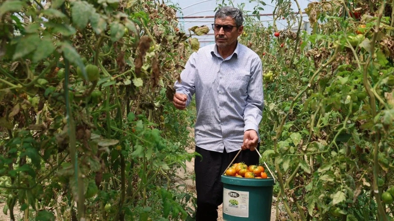 Tropikal meyve ağaçlarını söktü: 2 dönüm alandan 14 ton hasat yapıyor....