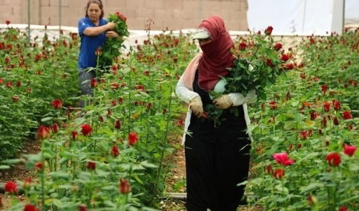 Adana'dan yurdun dört bir yanına gönderiliyor: Dalında 5 lira, mağazada 100...