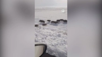 Kars'ta domuz sürüsü karlı arazide böyle görüntülendi