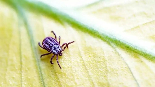 Kene temasları artıyor: Hangi bölgeler riskli?
