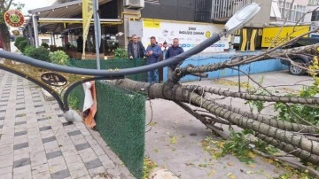Rüzgarın devirdiği 10 metrelik ağaç, aydınlatma direğini kırdı