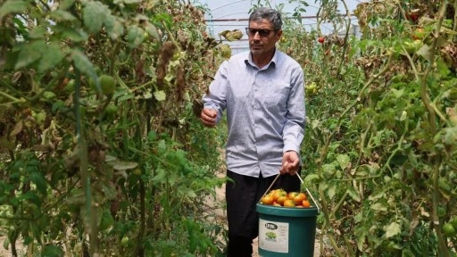 Tropikal meyve ağaçlarını söktü: 2 dönüm alandan 14 ton hasat yapıyor....